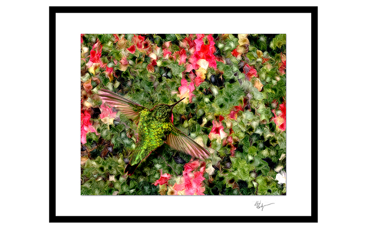 03 Hummingbrd Impression