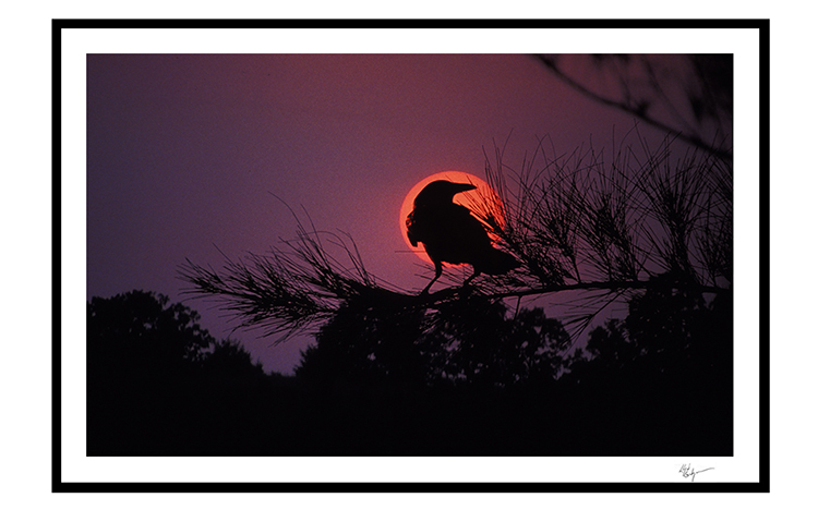 08 Sunset Crow