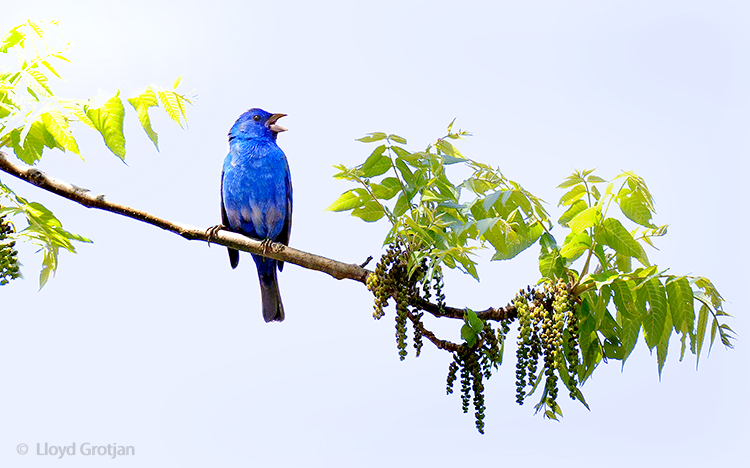 Indigo Bunting