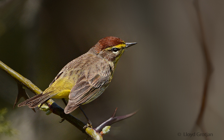Palm Warbler