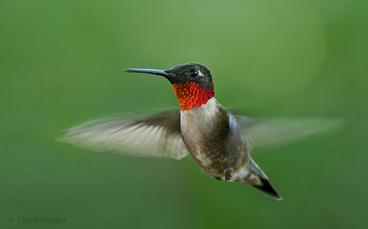Ruby Throat