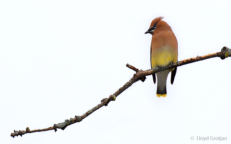 Waxwing